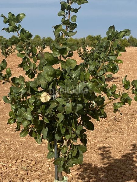 Foto f545ed14-14be-496c-8300-e94cfe6ccab8. Finca rústica a Tomelloso