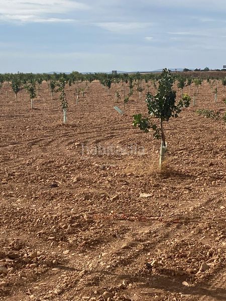 Foto f8cf27e9-a1d2-46d3-8e2b-765e67393ab3. Finca rústica a Tomelloso