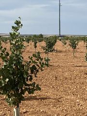 Finca rústica  Calle garcía pavón. Finca plantada de pistachos