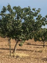 Finca rústica a Calle García Pavón