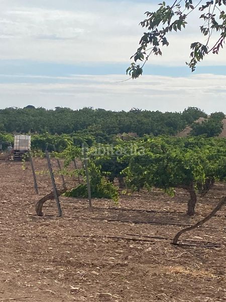 Foto 24521c35-e202-4a43-903a-a952ae947533. Finca rústica a Tomelloso