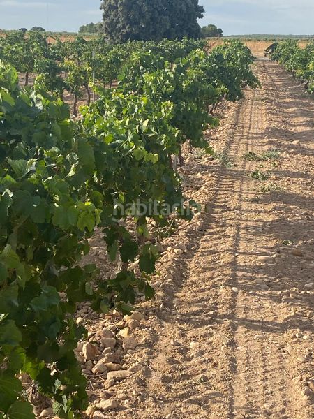 Foto 2ad1ea8f-7528-4c35-b271-0ba8a079cc04. Finca rústica a Tomelloso