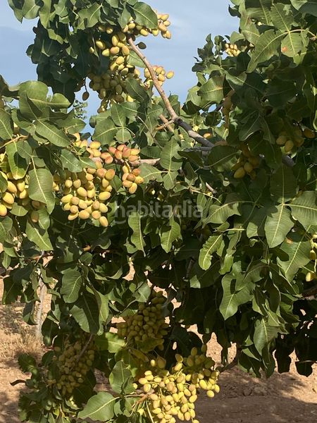 Foto 5da14d43-126b-47a2-9c70-0a8c5692b9cf. Finca rústica a Tomelloso