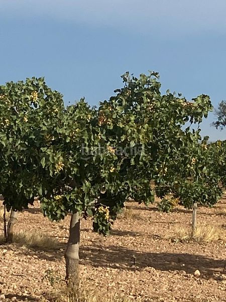 Foto 6385eec0-3bcf-4003-9605-8d91e01f86c5. Finca rústica a Tomelloso