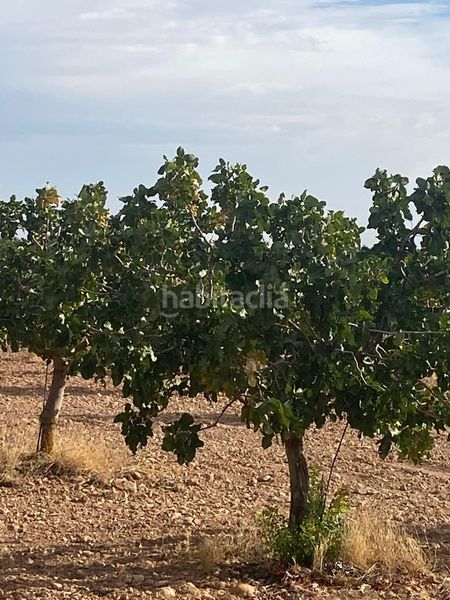 Foto 73a3bd4e-7cd0-47b7-8aed-7b9c46b7818c. Finca rústica a Tomelloso