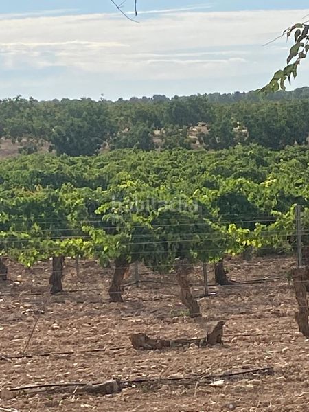 Foto cb2d48cd-0b73-455b-aaae-0d1a0300c9db. Finca rústica a Tomelloso