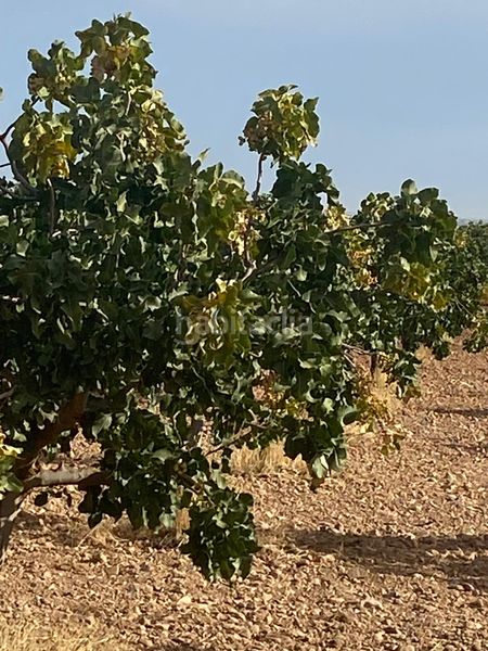 Foto d9da3e43-cf60-4d04-80e7-04e2cc33138c. Finca rústica a Tomelloso