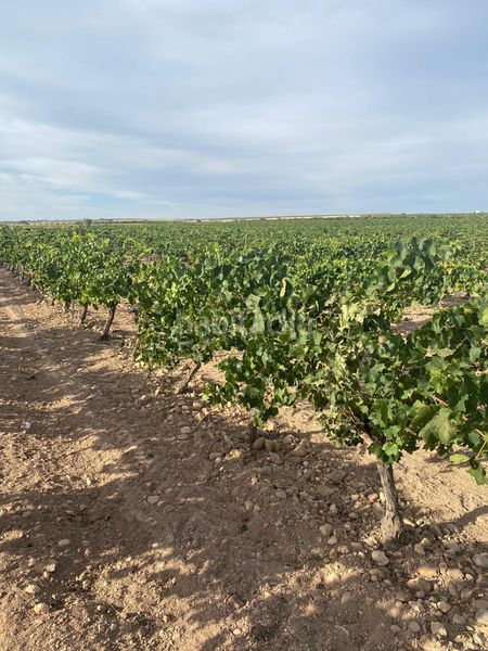 Foto defeb944-55de-49d0-9830-bb979056e41e. Finca rústica a Tomelloso