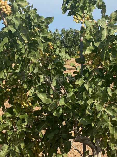 Foto e48af684-6036-4300-a916-2cdcf9ce5940. Finca rústica a Tomelloso