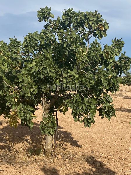Foto e4919c7b-eb4a-4938-ae9c-44effd368e3b. Finca rústica a Tomelloso