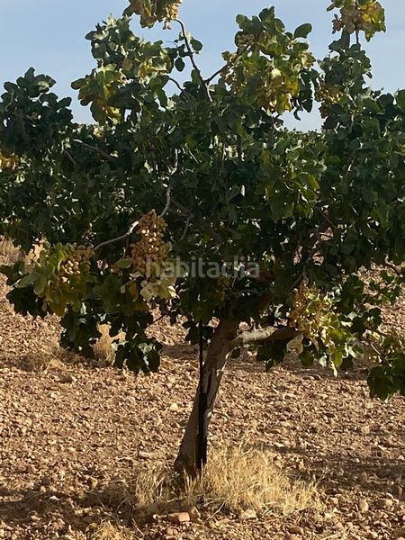 Foto ed7274be-9dd6-42ab-9055-8fb3d6e7888d. Finca rústica a Tomelloso