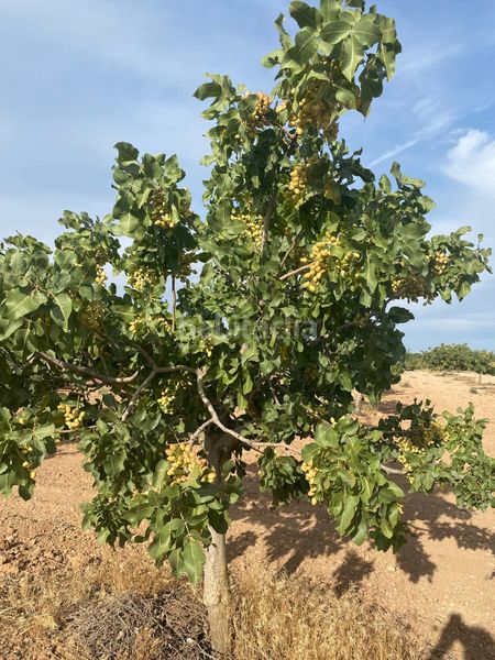 Foto fae59fd1-0325-44b0-b30e-e5b31a3b0bf6. Finca rústica a Tomelloso
