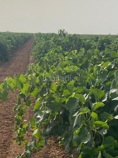 Foto 164156b3-a8ab-48dc-a4da-74eadb506f09. Finca rústica a Tomelloso