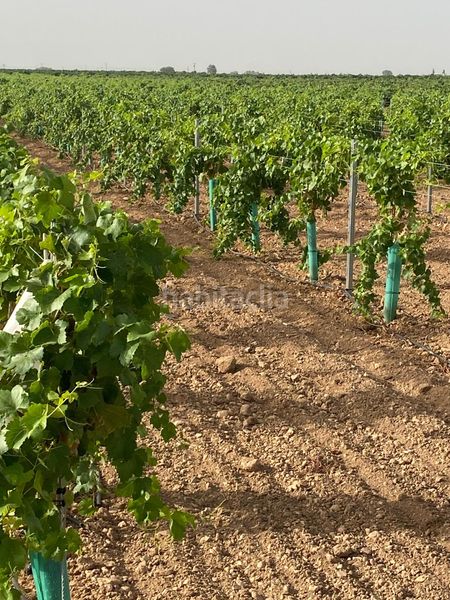 Foto 31bbf20e-fedb-4045-a3e8-61993fe1011c. Finca rústica a Tomelloso