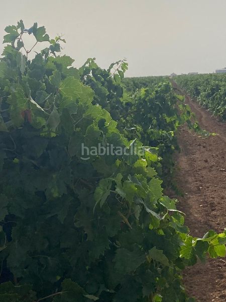 Foto 42048ef5-5105-4faa-887d-001e0225c1d5. Finca rústica a Tomelloso