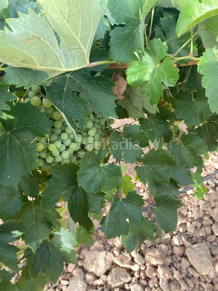 Foto 67b5be89-3326-4aeb-8996-223ab4437761. Finca rústica a Tomelloso