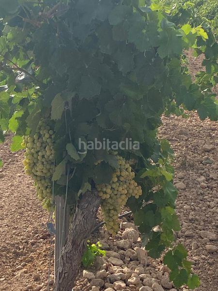 Foto 6d2ff682-1411-4d2d-b554-9bd73a4347ad. Finca rústica a Tomelloso