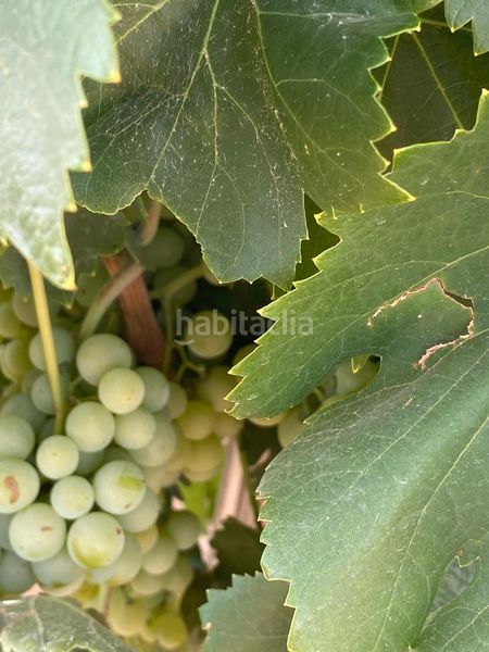 Foto 729153c5-76d5-4279-a8e9-7aed139fc904. Finca rústica a Tomelloso
