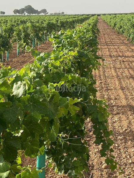 Foto 7bbe32b0-7571-494e-9999-3f16910483b5. Finca rústica a Tomelloso