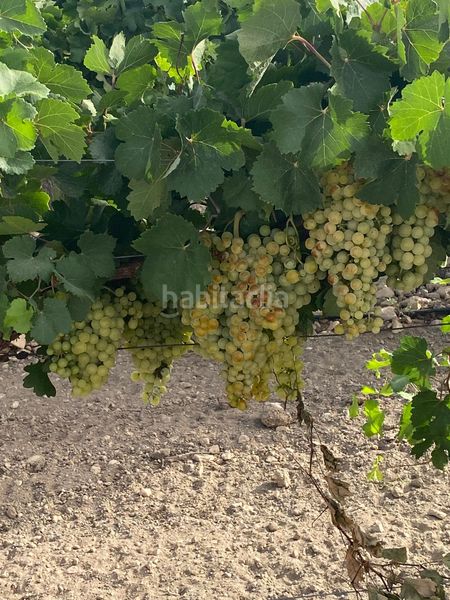Foto 8a1262d7-c02f-4ce8-9709-37b5dbb88a80. Finca rústica a Tomelloso