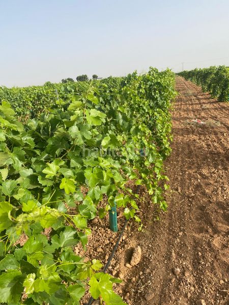 Foto 8d7da608-e3fc-4ae9-b660-03b286c0a76f. Finca rústica a Tomelloso