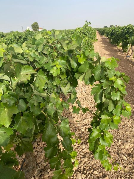 Foto ad81c858-d257-4905-8815-4286eb1a6fad. Finca rústica a Tomelloso