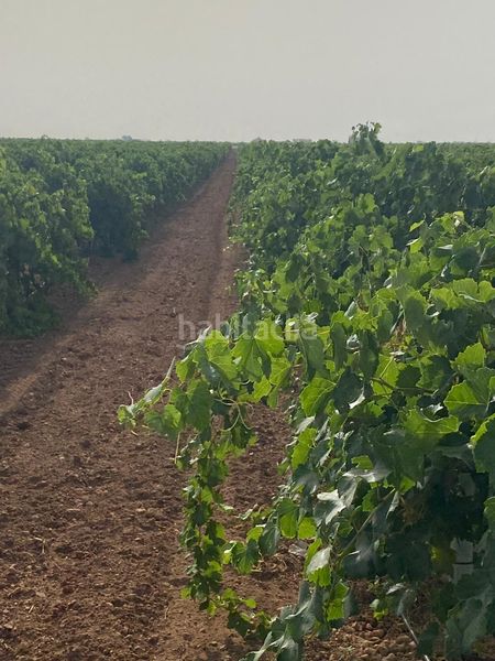 Foto d56c5a9d-d3a7-4306-a0ab-1f677427fc2a. Finca rústica a Tomelloso