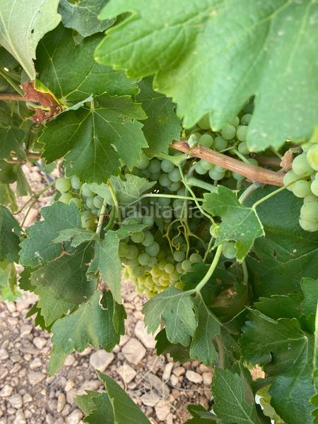 Foto e8f326a5-95c8-4104-82af-83a8dd204ee7. Finca rústica a Tomelloso