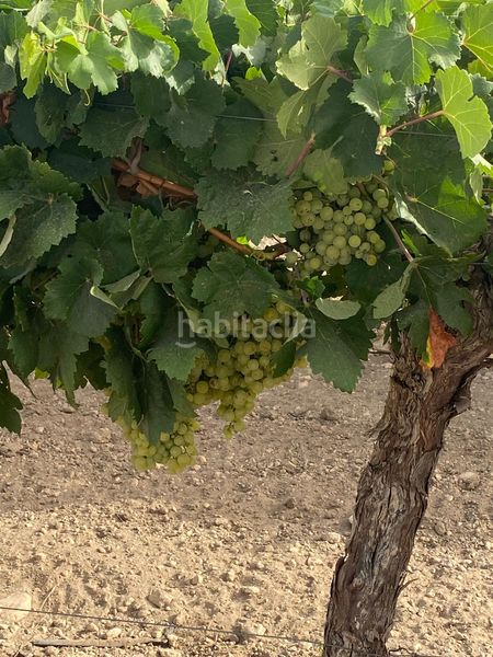 Foto f3e2697f-8cb2-44f7-94b2-37cbaee298fe. Finca rústica a Tomelloso