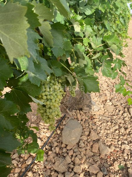 Foto f563bd2a-a3e0-4b09-a7c0-b58d89101be2. Finca rústica a Tomelloso