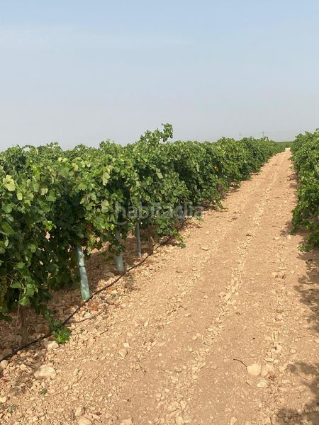 Foto f7f050dc-e9f7-4b2a-a432-cfc737e2a08f. Finca rústica a Tomelloso