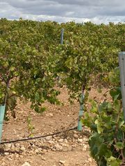 Finca rústica  Plaza españa. Finca de 53 hct de viña en espaldera