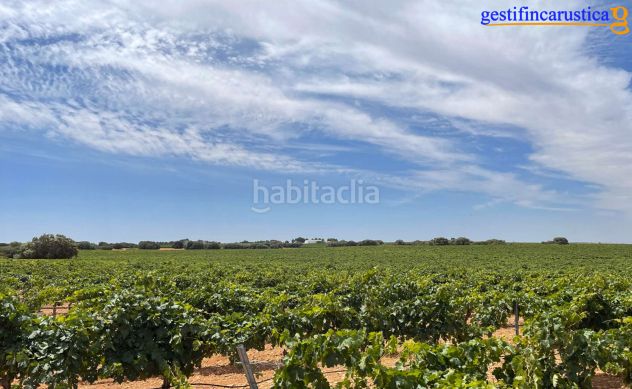 Foto 09570633-8a18-48a8-bd8c-f5bd9d40ae5d. Finca rústica a Tomelloso