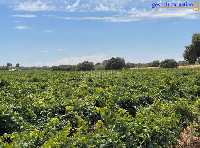Foto 115bb782-c882-4e9a-96d4-3438acddd6e9. Finca rústica a Tomelloso