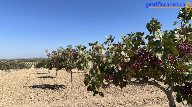 Foto 66a0f45e-6b12-4f69-9560-6e13cdbfd5eb. Finca rústica a Tomelloso