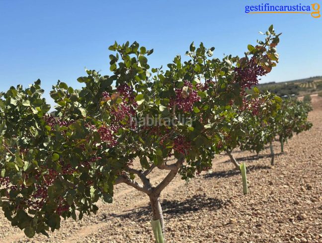 Foto 68ba31ec-3bb6-4070-acb1-2fc9159fa036. Finca rústica a Tomelloso