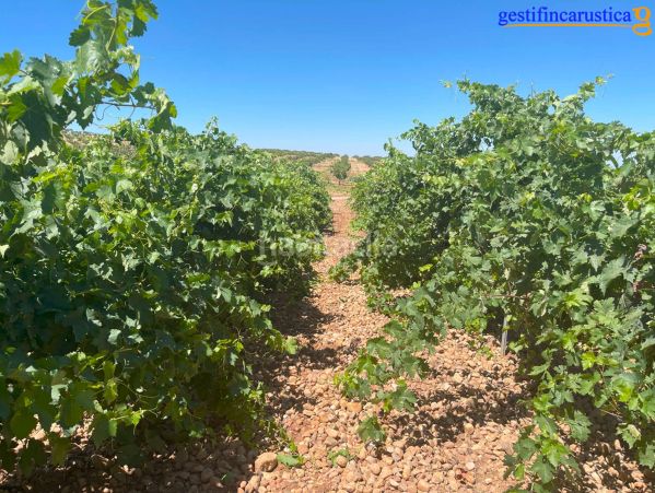 Foto 6d68d0d9-9092-499a-8891-1d6d80fd3a26. Finca rústica a Tomelloso