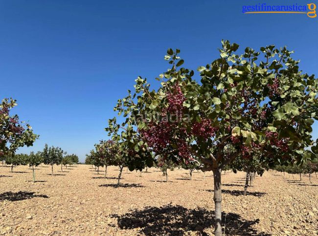 Foto e9fe0815-1676-4875-8d67-c7cbd815d360. Finca rústica a Tomelloso