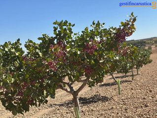 Finca r�stica  Plaza espa�a. Finca agr�cola de 146 hect�reas | pistacho ecol�gico, vi�edo en