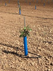 Finca r�stica  Calle don quijote. Finca de pistachos de 14 hect�reas | alta tecnolog�a y gran pote