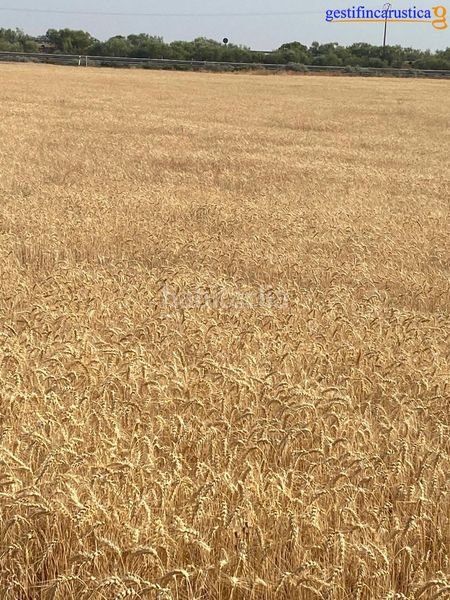 Foto 04f6757d-c673-4260-875d-b8e48e56824a. Finca rústica a Tomelloso
