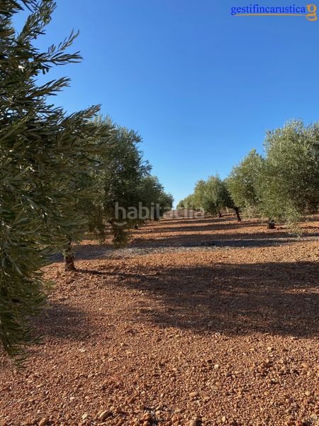 Foto 2ebc2499-30f2-4fca-b380-8b93296660e2. Finca rústica a Tomelloso