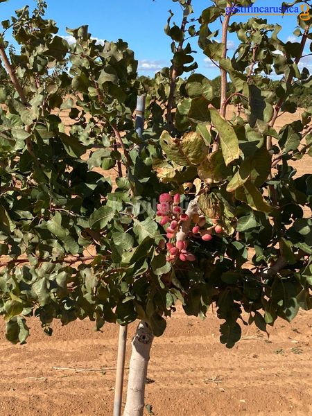 Foto 430e8baa-5952-4091-a05d-0a040876cd83. Finca rústica a Tomelloso
