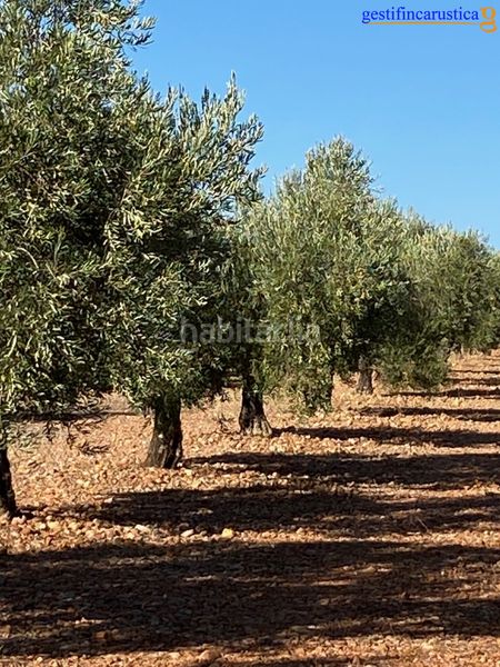 Foto 6089a6da-4157-4694-a2b7-2568fcd3db5f. Finca rústica a Tomelloso