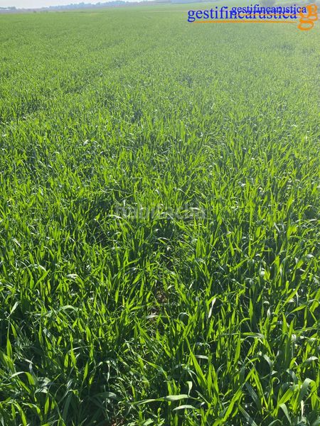 Foto aae956a8-b9d0-43f2-bde9-d2902eaabaad. Finca rústica a Tomelloso