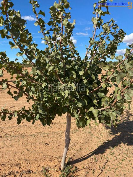 Foto d411af8e-cdb1-4227-8c69-ba3b5dff7d85. Finca rústica a Tomelloso