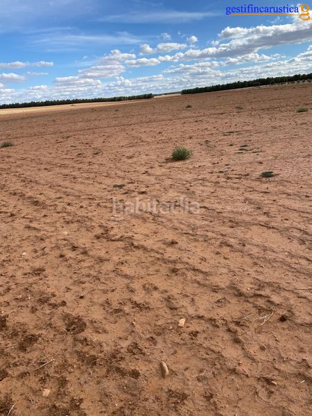 Foto e32b76a9-0a0f-434b-a572-f0e2df3fb1d3. Finca rústica a Tomelloso