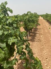 Finca r�stica  Calle don quijote. ?? espectacular finca vitivin�cola de 63 hect�reas en socu�llamo