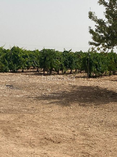 Foto 40962679-903a-4e64-a6e2-71ae94021490. Finca rústica a Socuéllamos