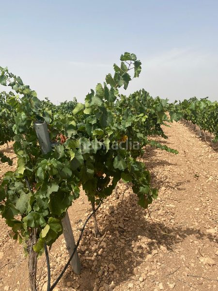 Foto a40963f3-fc84-4f6c-a307-e002cd05bb9c. Finca rústica a Socuéllamos